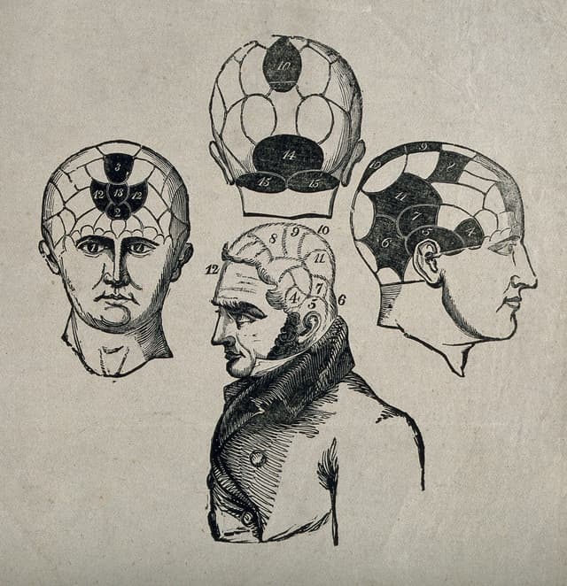Three Phrenological Heads, Engraver unknown