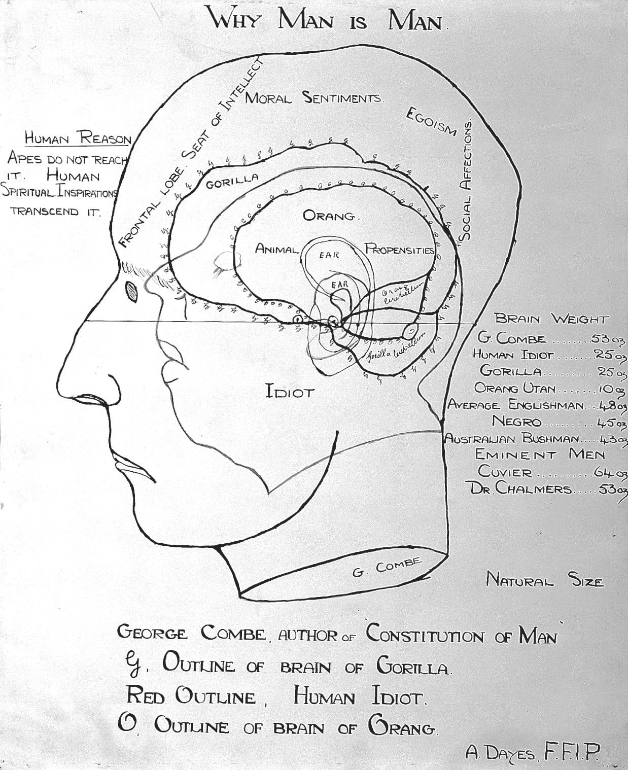 Gall's Cranioscopy — from the plates of F. J. Gall, Franz Joseph Gall, c. 1800